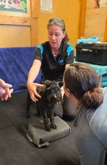 Woman training a small black dog with the help of another woman in a room with wooden walls.