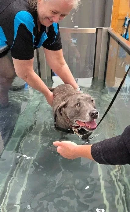 A woman assisting a gray dog during a water therapy session in a controlled pool, with another person observing and supporting the dog.