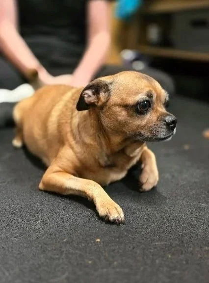 A small brown dog lying on the floor with a person behind it, in an indoor setting.