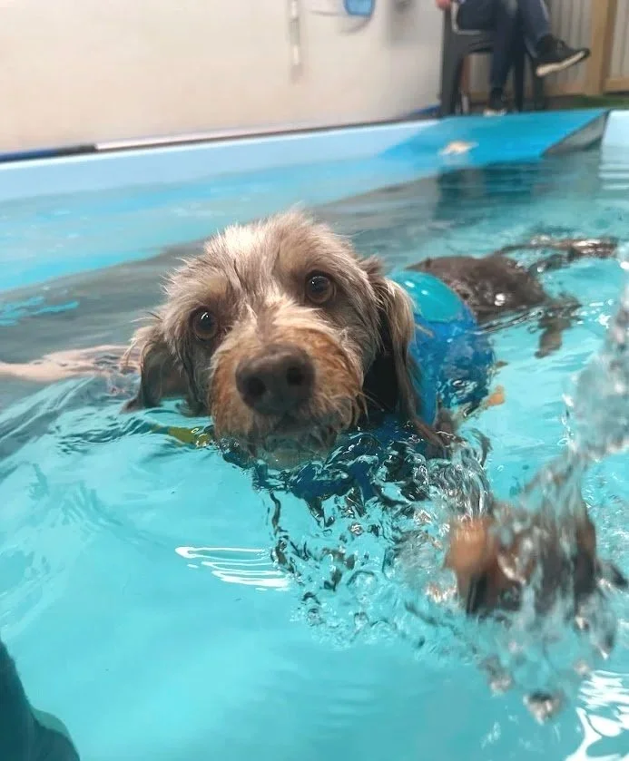 A dog swimming in a pool, wearing a blue life jacket, with a focused expression on its face.