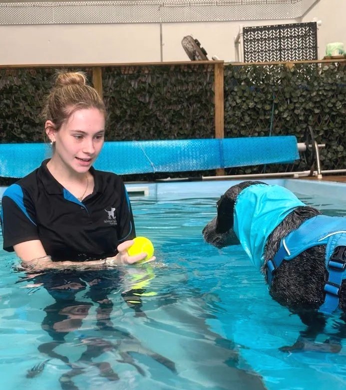 A young woman in a black and blue uniform holds a yellow tennis ball in a swimming pool, facing a dog wearing a blue harness and a hood, both engaging in a training activity.