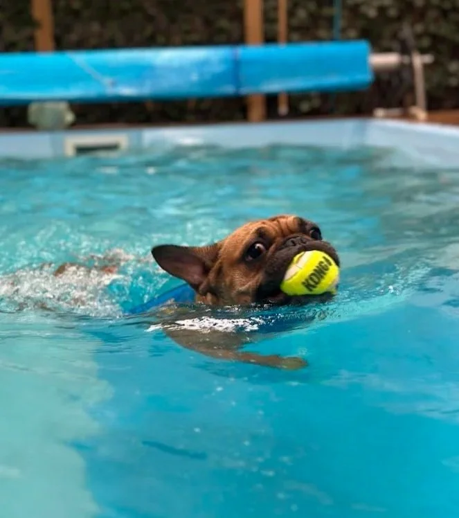 A small brown dog swimming in a swimming pool with a yellow ball in its mouth.