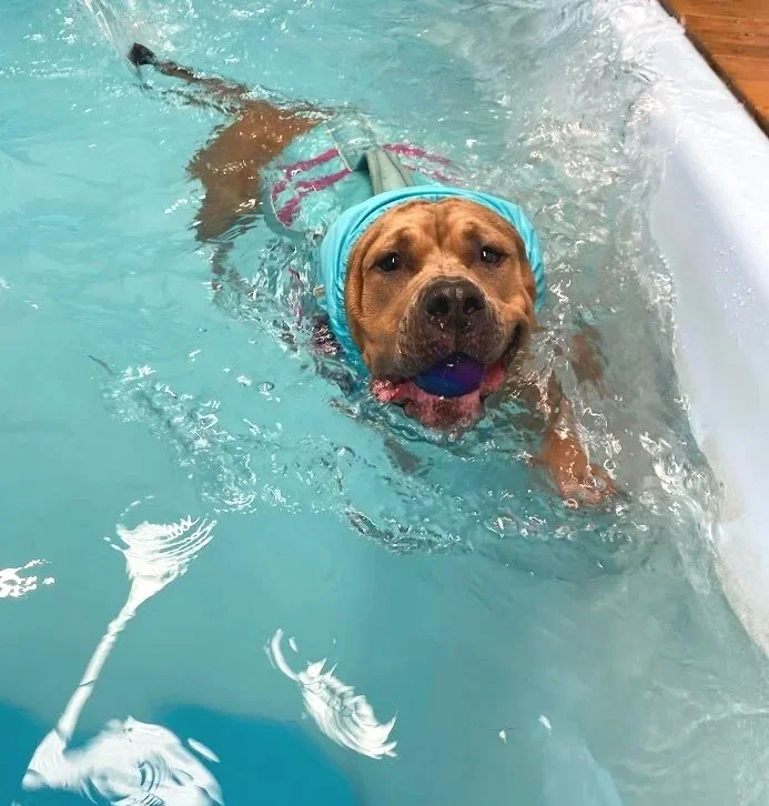 A dog swimming in a pool with a blue swimming cap and holding a purple ball in its mouth.