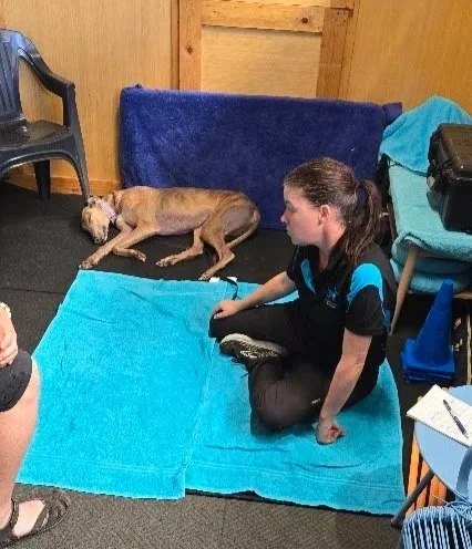 A woman in a black and blue shirt kneeling on a blue towel next to a brown dog lying on the same towel inside a room with wooden walls and furniture.
