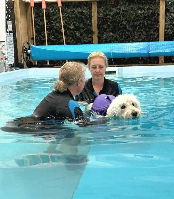 Two women assisting a large white dog in a swimming pool, with a safety vest on the dog.