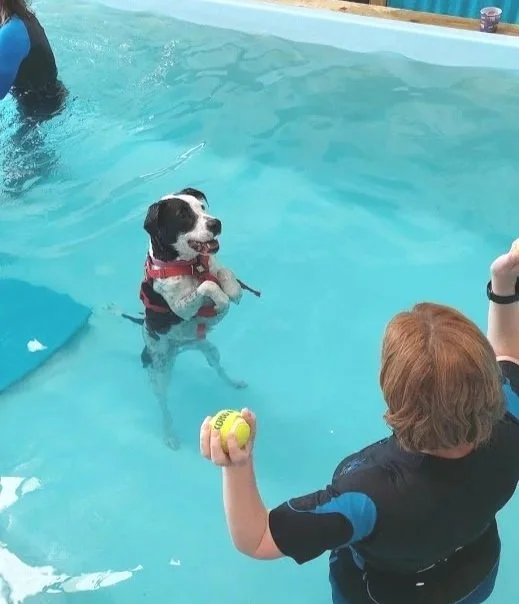 A black and white dog in a pool wearing a red harness, with a person holding a yellow tennis ball nearby.
