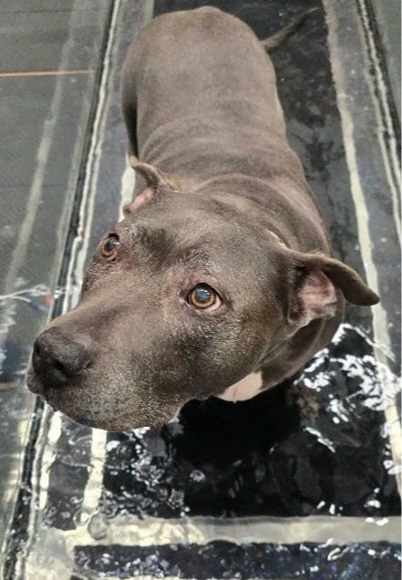 Managing Arthritis in Dogs: Helping Your Companion Live Their Best Life