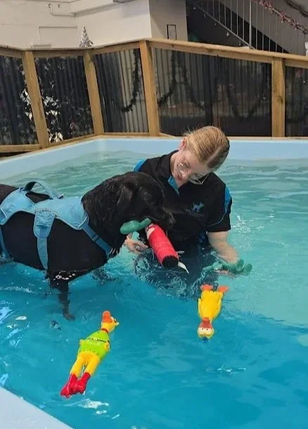 What is Elbow Dysplasia in Dogs?