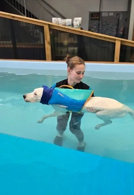 Luxating Patella in Dogs: What Is It and How to Help Your Canine?