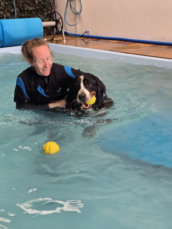 The Advantages of Working With a Qualified Canine Hydrotherapist to Teach Your Dog to Swim
