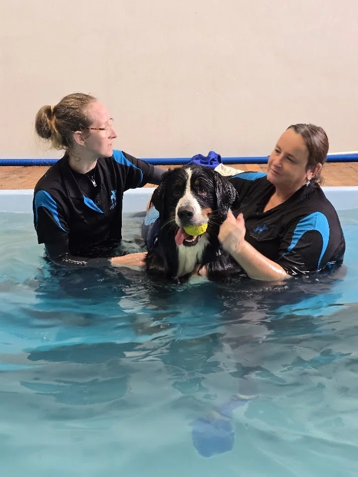 Understanding Polyradiculoneuritis: What Canine Owners Need to Know