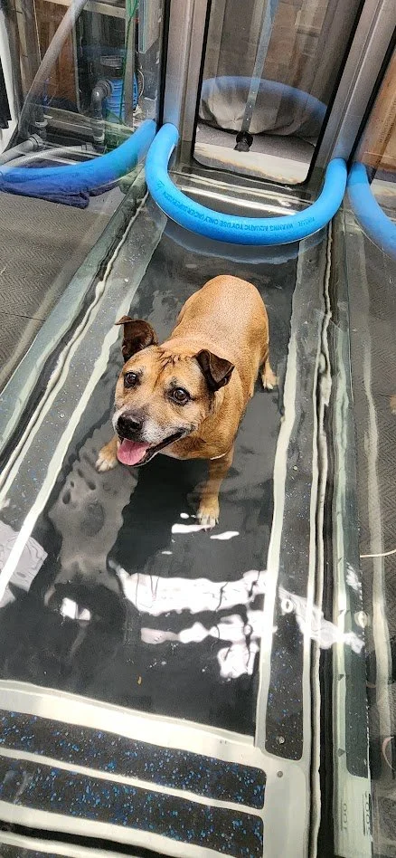 Managing Osteoarthritis in Dogs