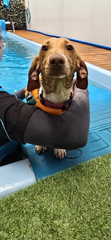 What is Fibrocartilaginous Embolism?