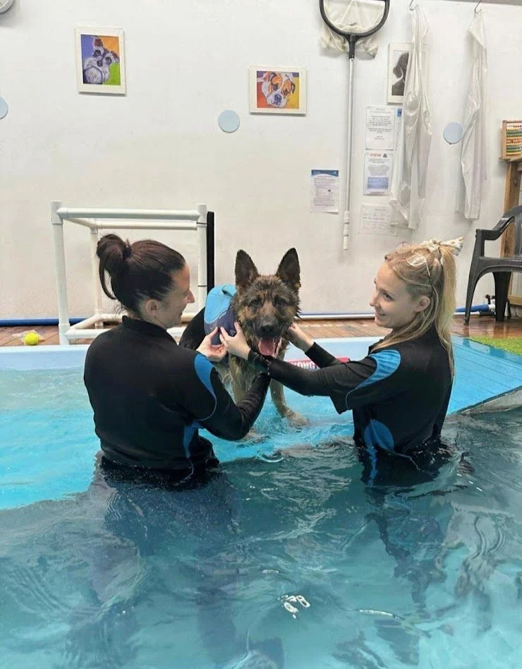 Understanding Elbow Osteochondritis Dissecans (OCD) in Dogs