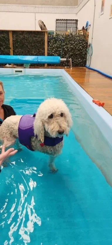 A woman in Water Walkies Hydro swimming pool with a large white dog wearing a purple life jacket, and a person’s hand reaching out to the dog.