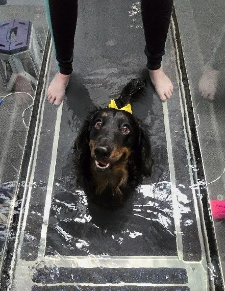 Black dachshund in treadmill at water walkies. staff support in wellness appointment. yellow band on feet to help condition and align