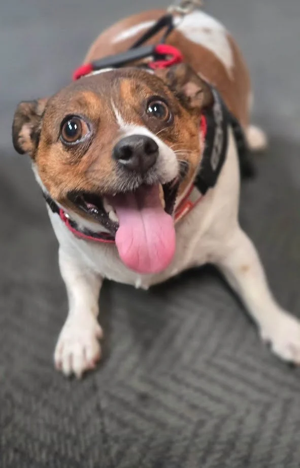 A happy small dog with brown, white, and black fur, sitting on a dark textured floor, wearing a harness, with its tongue out and looking at the camera.