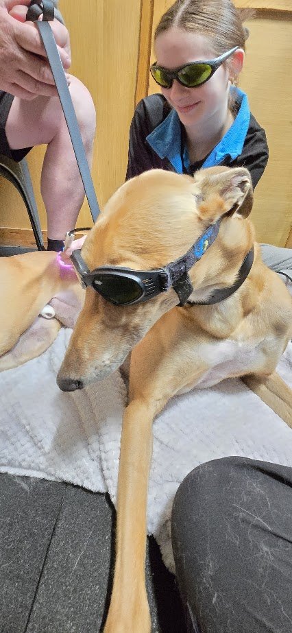 laser therapy class 4 canine laser therapy and wellness session