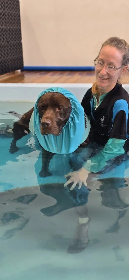 Water walkies staff, jess, helps a dog with a blue flotation collar in the hydrotherapy swimming pool.