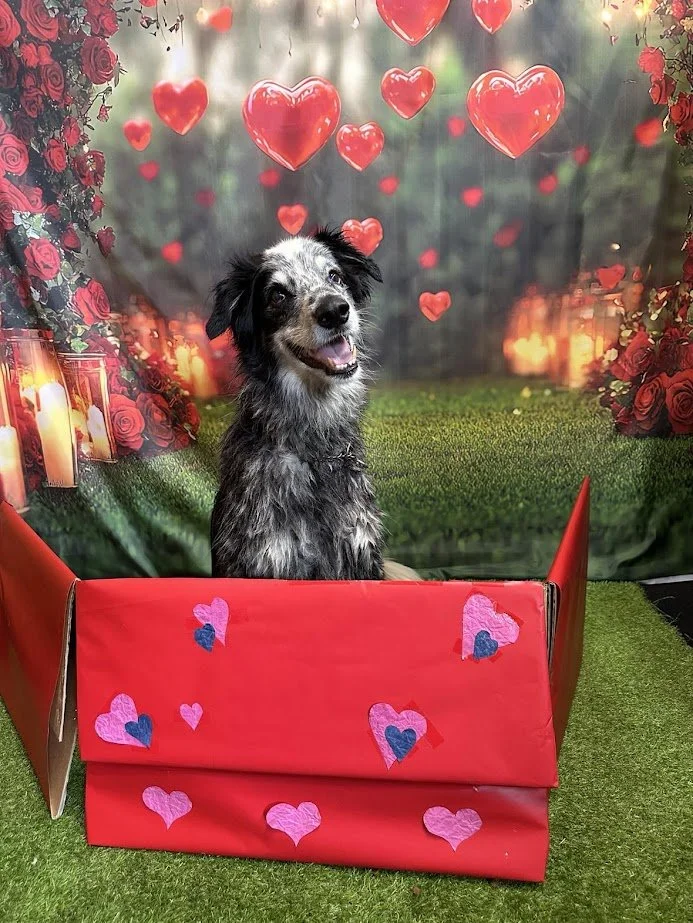 A black and gray dog sitting in a red Valentine's Day-themed box with heart and pink decoration, smiling, in front of a backdrop with floating hearts, candles, roses, and a grassy area at Water Walkies.