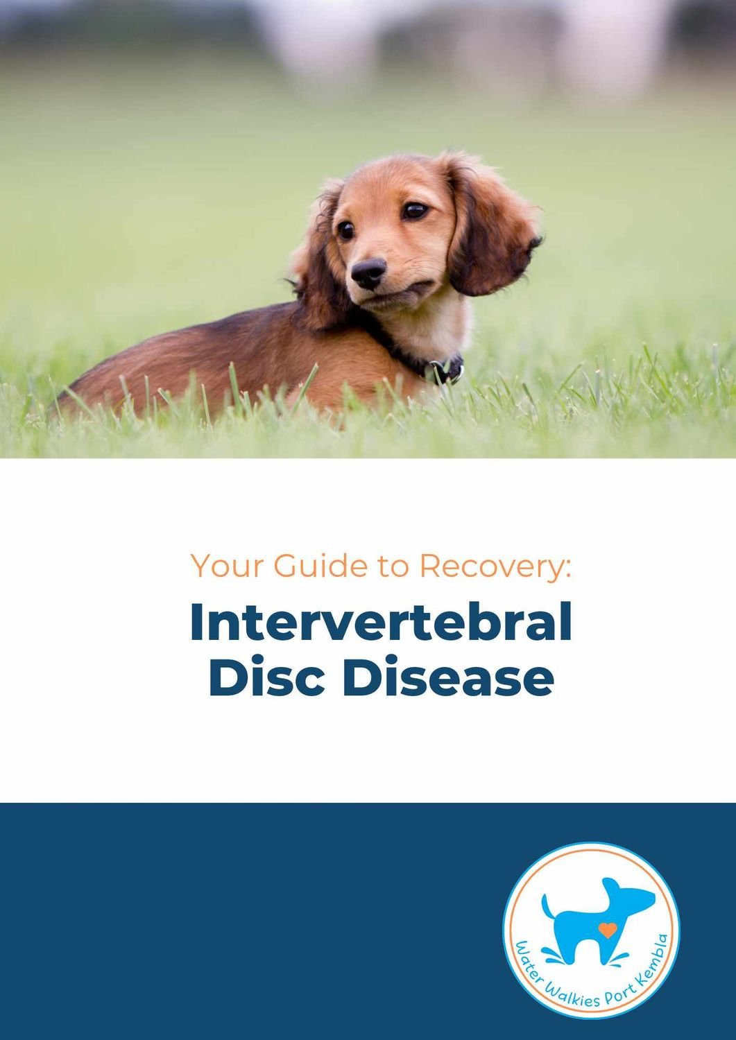 Your Guide to Recovery: Intervertebral Disc Disease