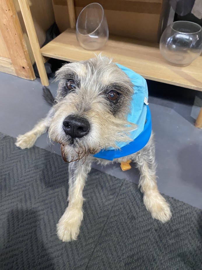 A gray and white dog wearing a blue jacket, sitting on a gray carpet, looking up at the camera with a curious expression.