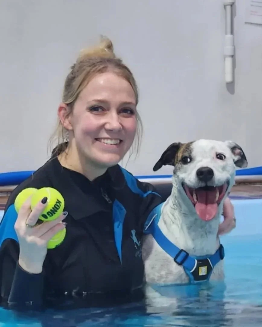 Emmalene, Canine Hydrotherapist, working at water walkies in the hydrotherapy pool with a white terrier and a tennis ball