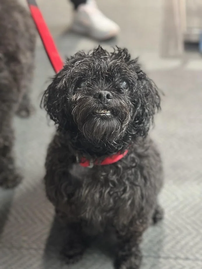 A small curly black dog with a red collar looking up