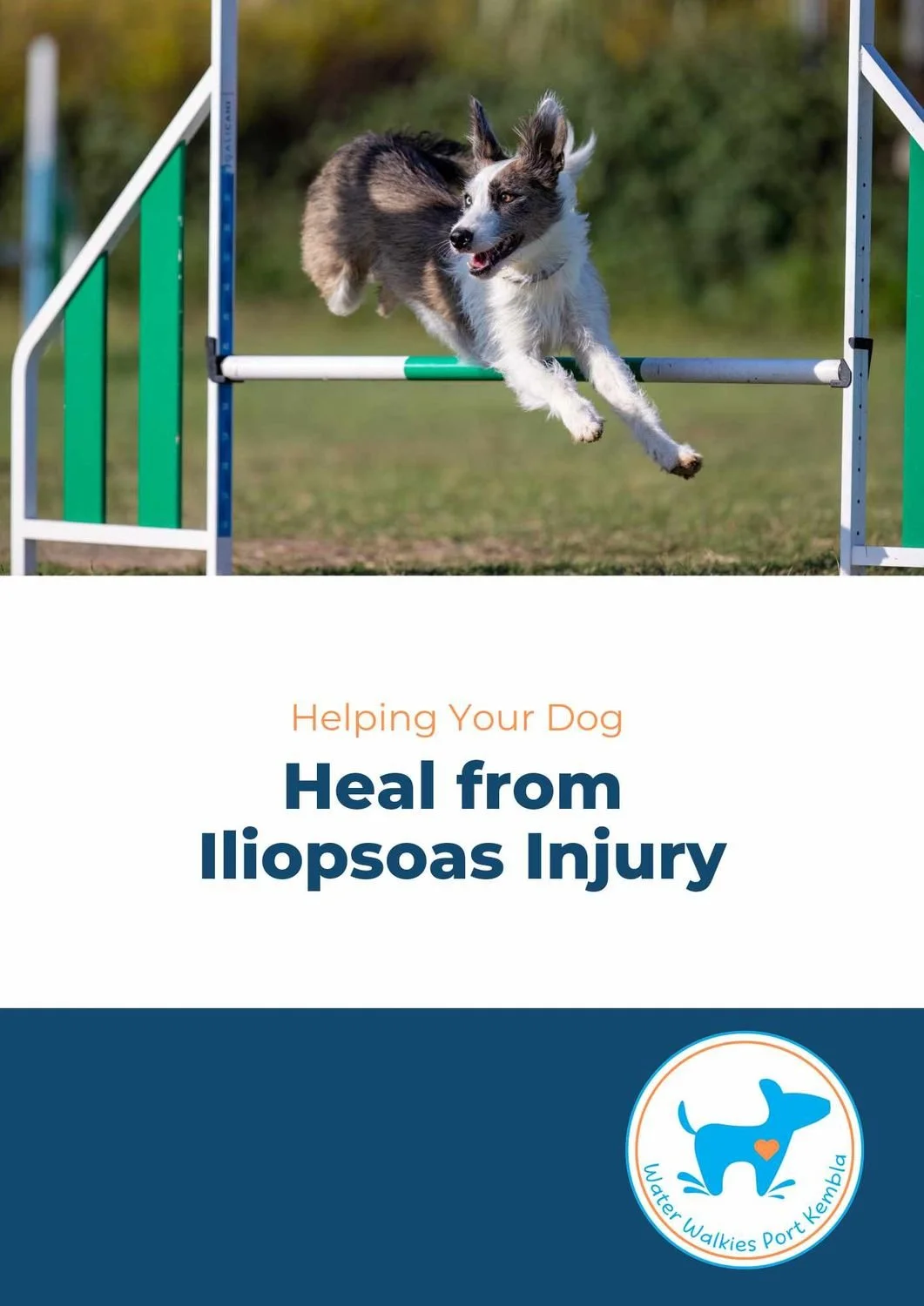 Helping Your Dog Heal from Iliopsoas Injury