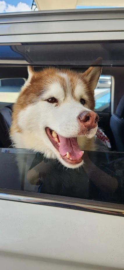 A happy Siberian Husky dog looks out of a car window with its head leaning against the window frame.