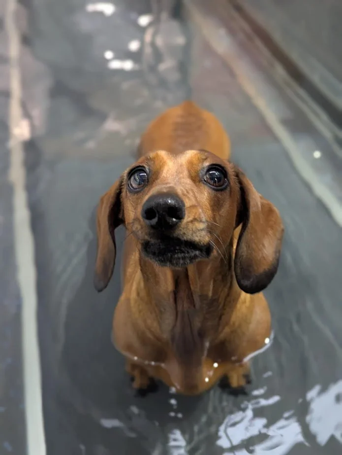 A small brown dachshund standing in a shallow water basin, looking up at the camera with wide eyes.