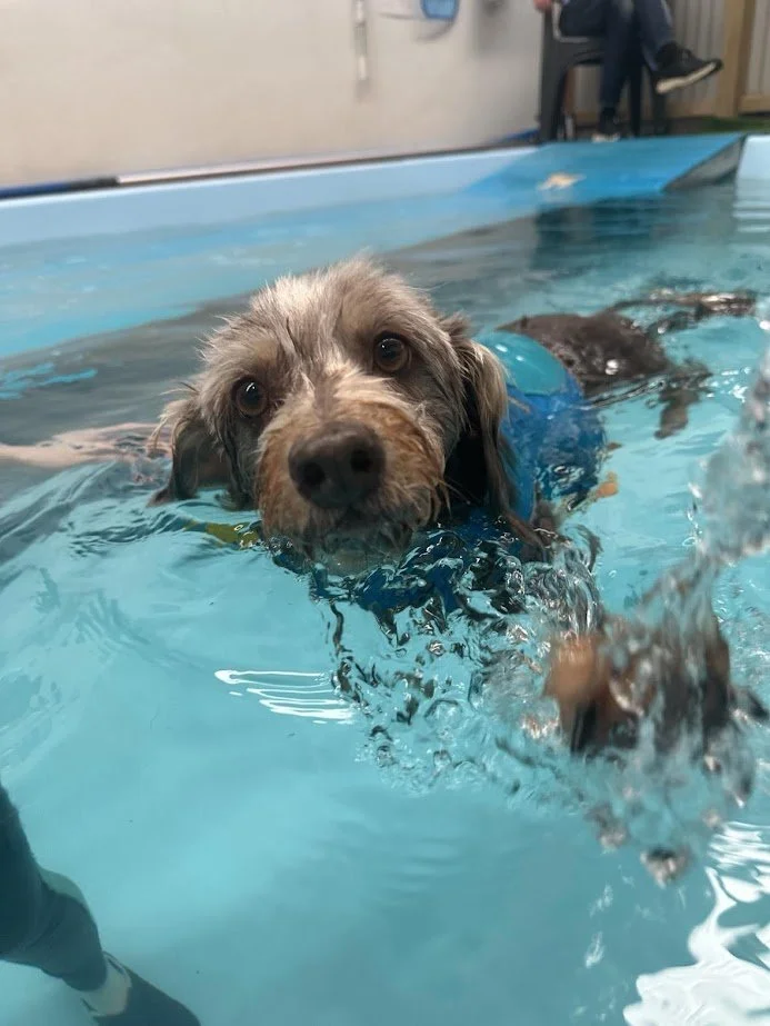 A cute dog swimming in a pool, wearing a blue life jacket, with a background of a person sitting and equipment along the pool's edge.