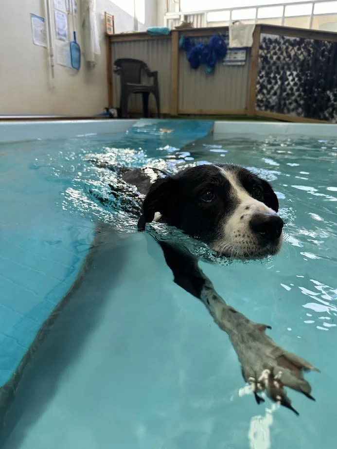 Dog swimming in a pool with a stick in its mouth, indoors, with a background of a fenced area, chair, and pool equipment.