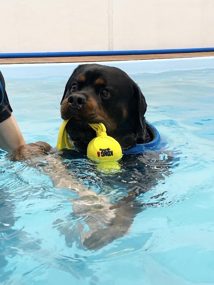 A Rottweiler puppy swimming in a pool with a yellow Kong toy in its mouth.