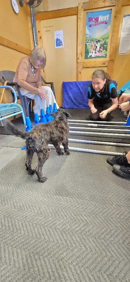 A woman and a girl playing with a small dog in a room with a wooden wall. The woman is sitting on a chair, and the girl is crouched next to a set of metal bars. The room has a colorful poster that says 'Dogfest' on the wall.