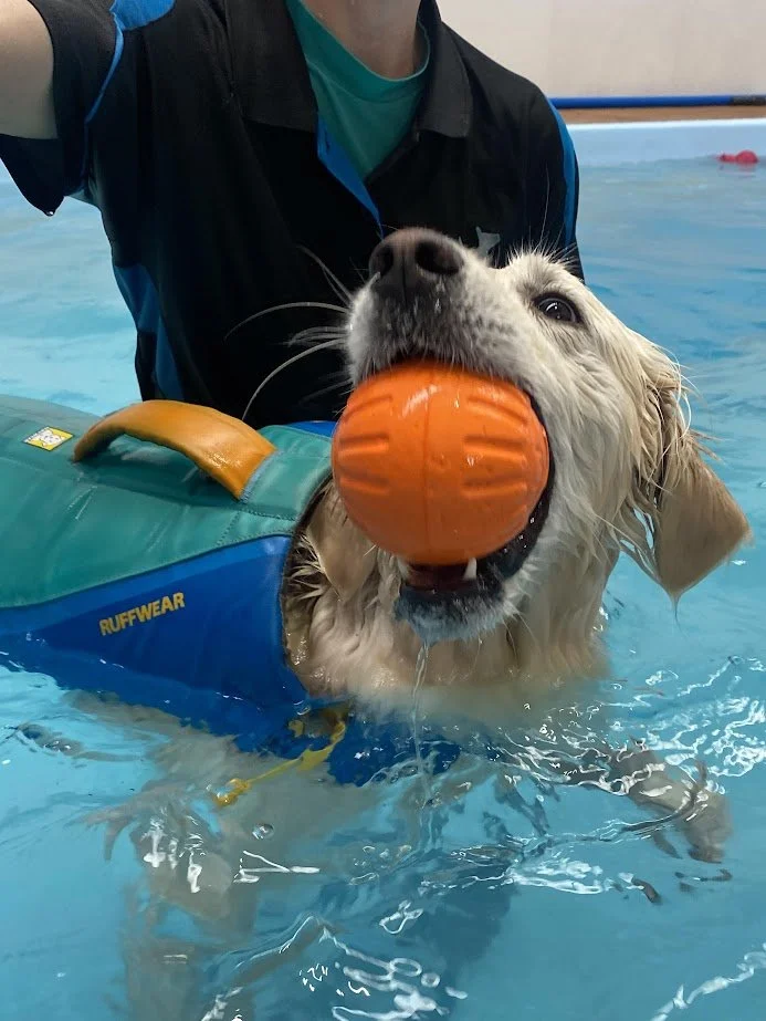 A golden retriever wearing a blue life jacket and holding an orange ball in its mouth while swimming in a pool.