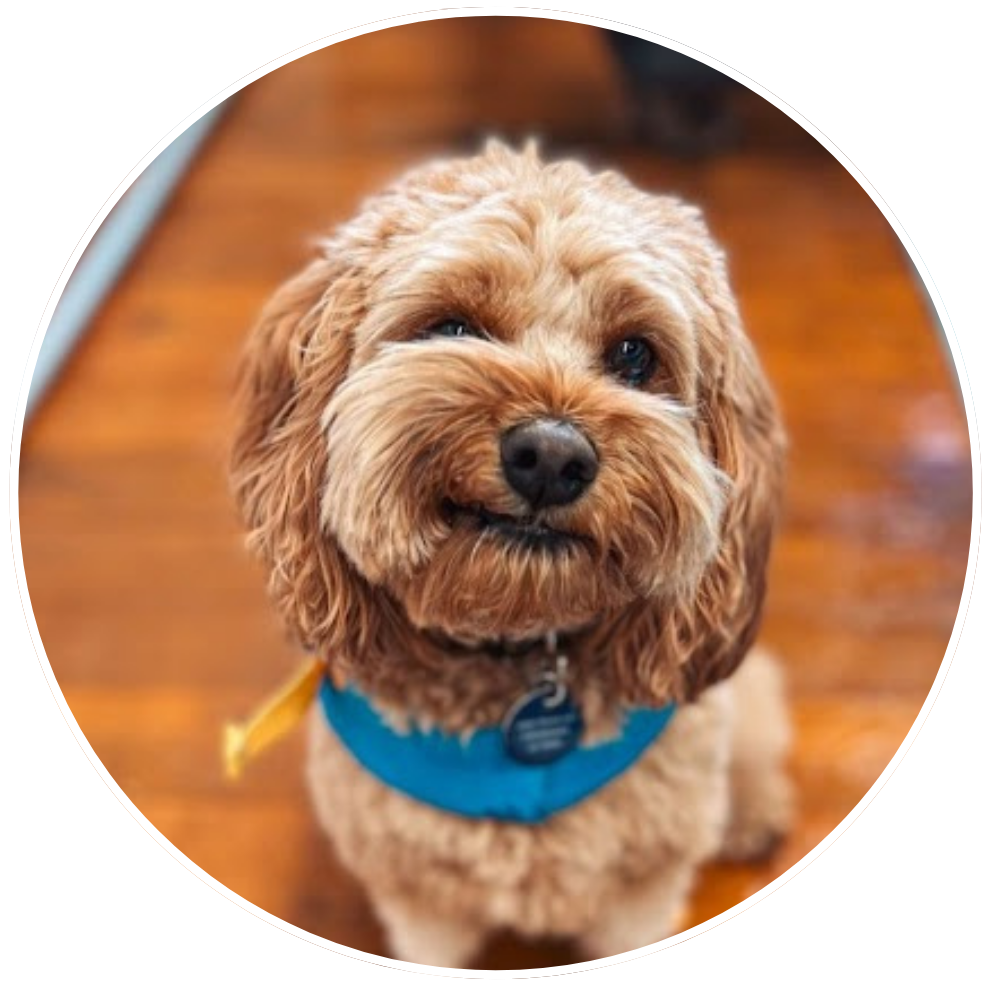 a fluffy red cavoodle winking at the camera at water walkies hydro center for canines