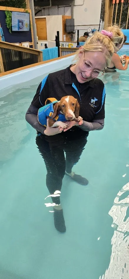 Intervertebral Disc Disease (IVDD) in Dogs: What Owners Need to Know