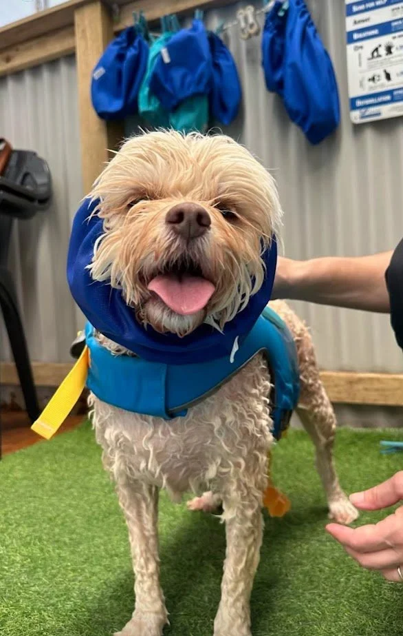 A happy, tan, curly-haired dog wearing a blue jacket and a blue raincoat with a yellow strap, standing on green artificial grass. There is a metal wall with blue drawstring bags hanging and some signs in the background.