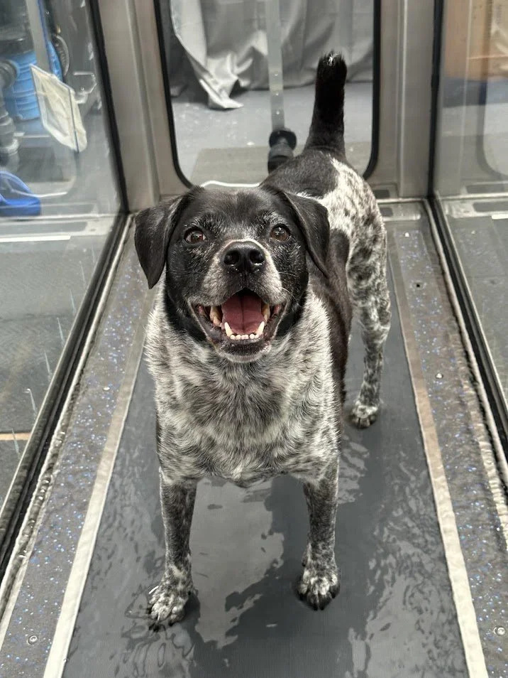 happy-dog-underwater-treadmill-water-walkies