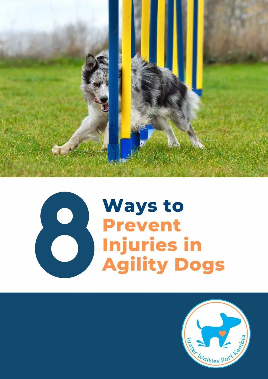 8 Ways to Prevent Injuries in Agility Dogs