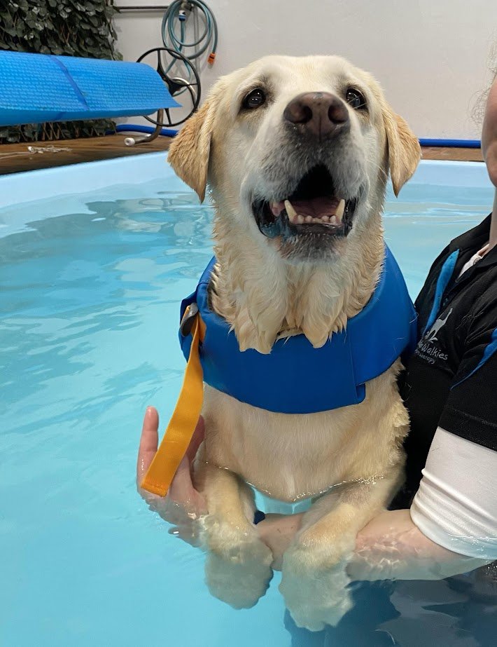 Labrador retriever dog wearing a blue flotation vest in a swimming pool, being supported by a person in a black and white shirt.