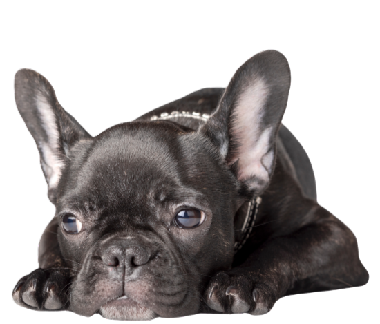 A black French Bulldog puppy lying down with its head resting on its front paws, looking at the camera.