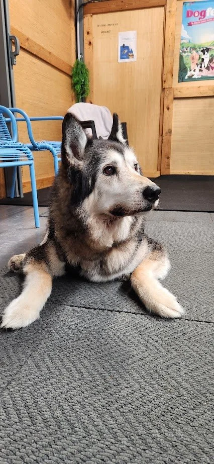 A husky dog lying on a gray carpet in water Walkies Laser room with wooden walls, a blue chair, a towel on the dog's back, and colorful posters including one of a dog on the wall.