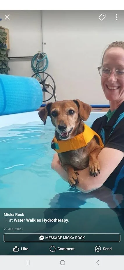 A woman holding a small brown dog in a swimming pool during hydrotherapy, with medical equipment in the background.