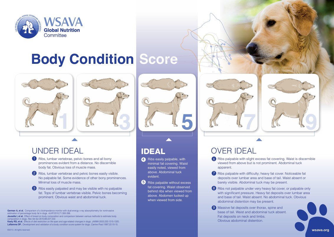 An infographic showing body condition scores for dogs, from under ideal to over ideal, with descriptions and illustrations for each score from 1 to 9. The infographic is by WSAVA Global Nutrition Committee, featuring a picture of a dog in the background.