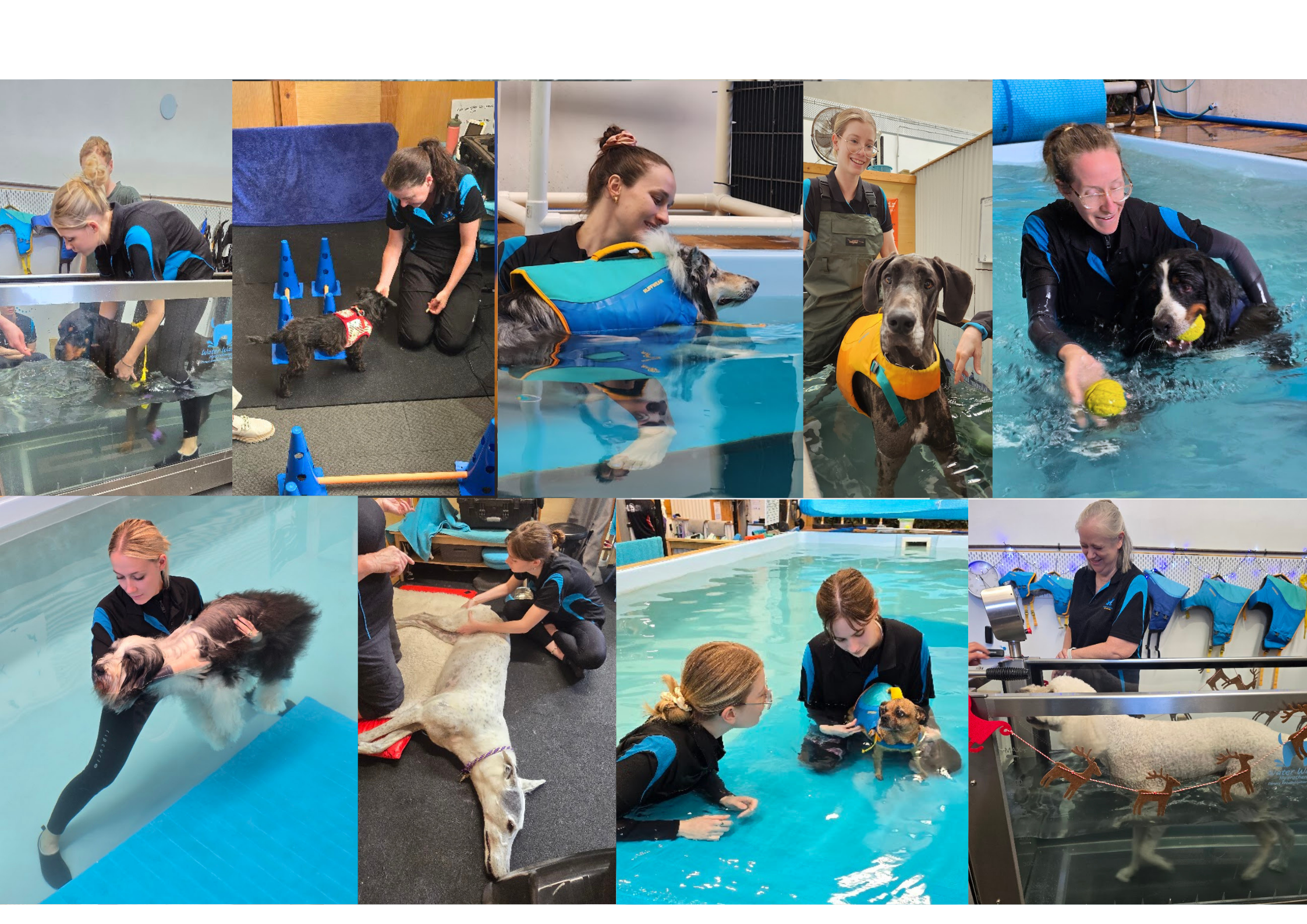 Integrated Wellness Therapists at Water Walkies