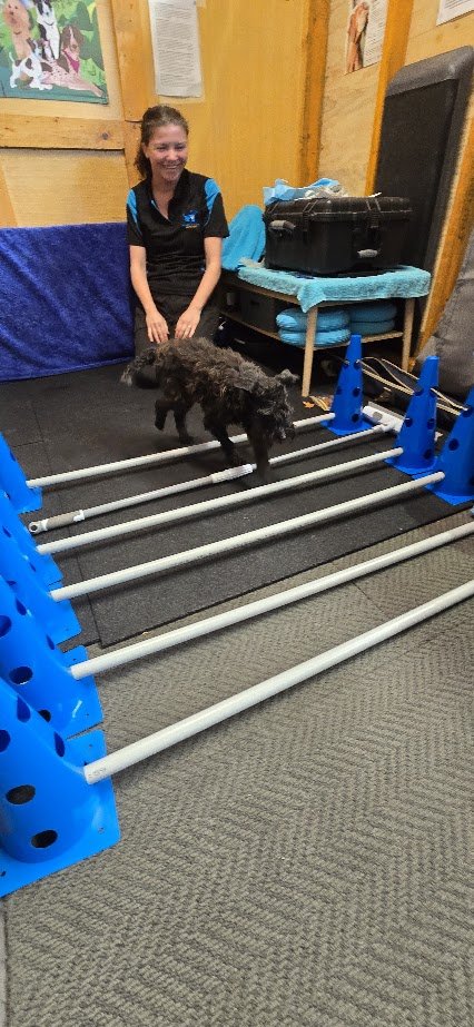 A woman in a black and blue shirt training a small black dog on an agility or obstacle course in a room with wooden walls. The course includes blue cones and white bars.