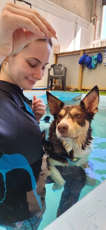 A woman in a swimming pool holding a treat above a brown and white dog with pointy ears wearing a life vest.