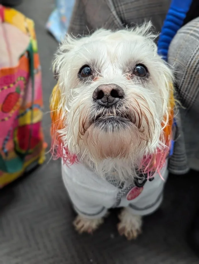 A small, wet, white dog with pink-stained fur around its face, wearing a gray hoodie. The dog has dark eyes and is looking directly at the camera.